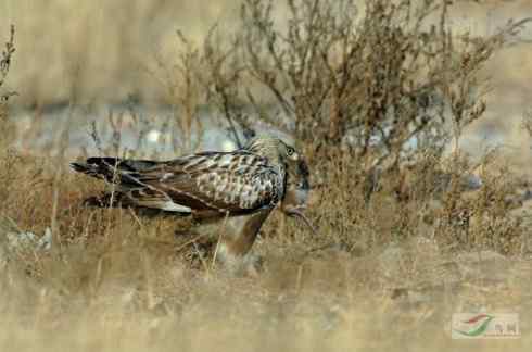 捕鼠的猛禽——看看他们的嘴
