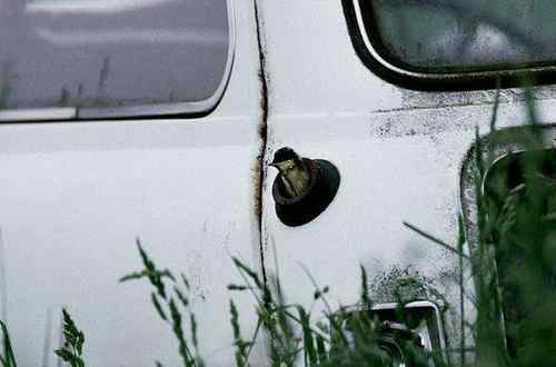 各种有意思的鸟巢