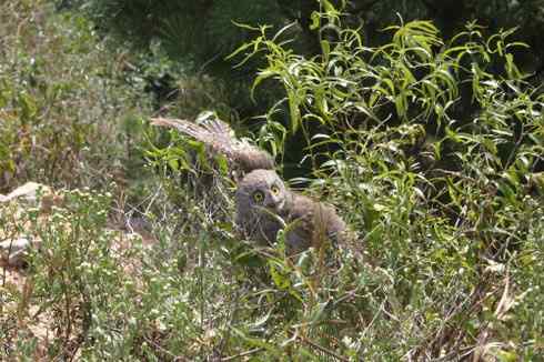 东方角鸮与猛鸮