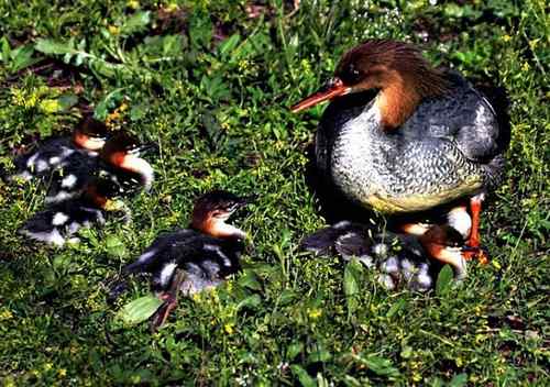 中华秋沙鸭妈妈为孩子们站岗放哨