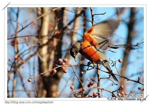 北美知更鸟, American Robin