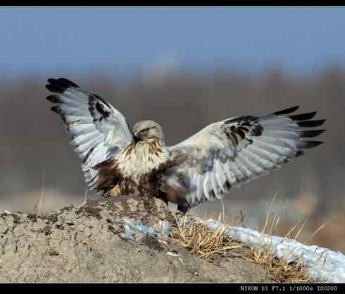 鵟的百变羽色——土灰型