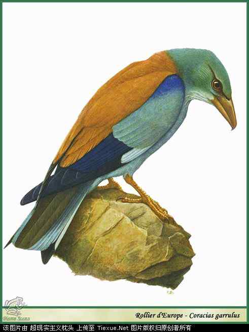 手绘画第5辑——猛禽和啄木鸟