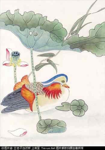 吉祥鸟图片（40P）