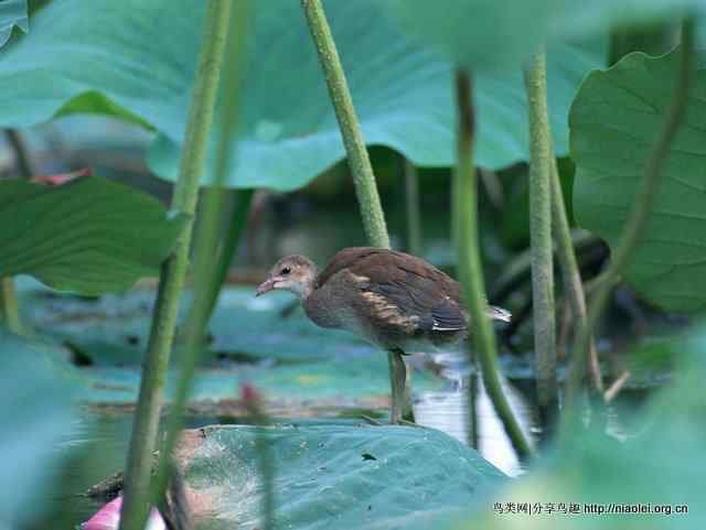 鹤类、水鸟精美摄影壁纸欣赏