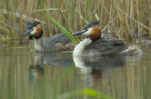 探戈舞蹈家——风头鸊鷉