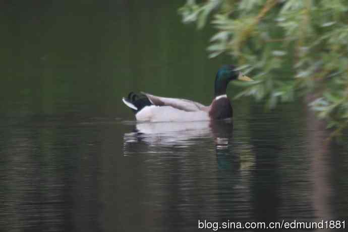 浦东世纪公园拍水鸡