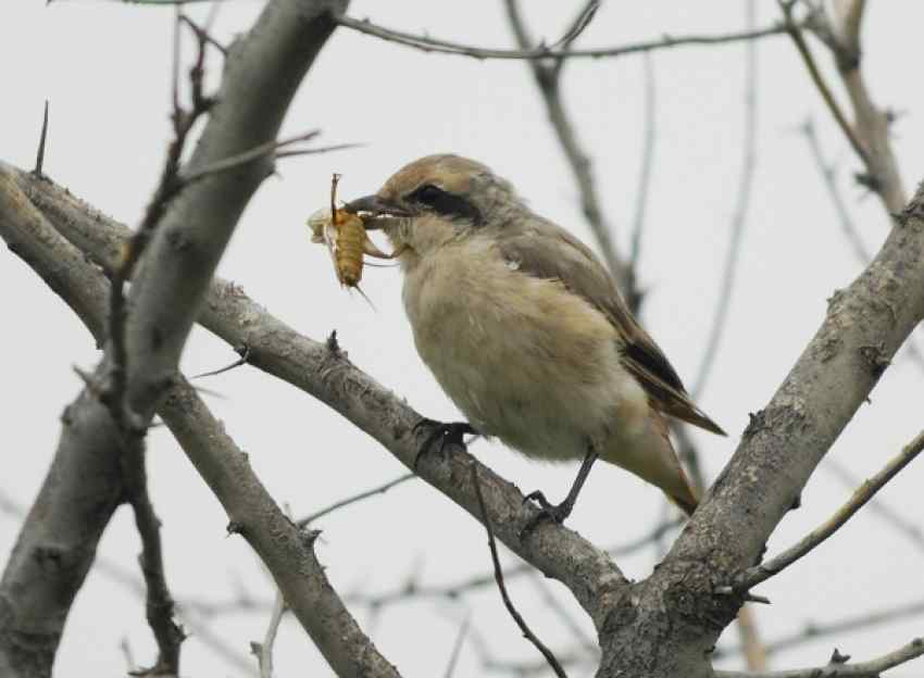 红尾伯劳将食物悬挂撕食