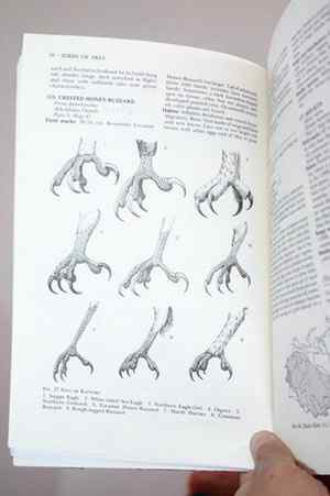 [组图]毛脚鵟的爪子