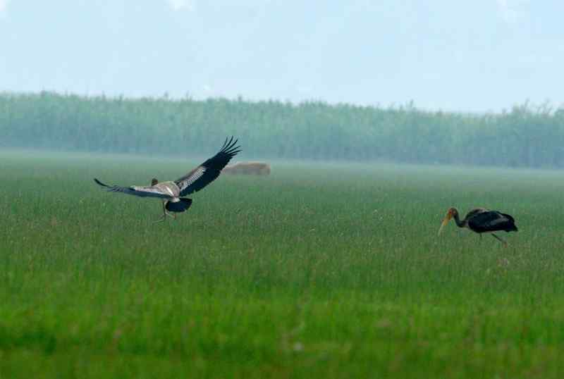 稀世珍禽 白头鹮鹳