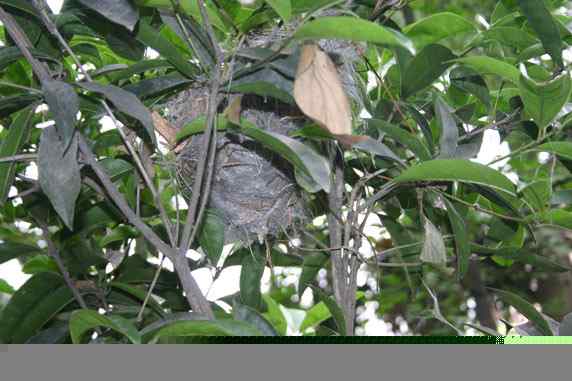 文殊院的白头鹎