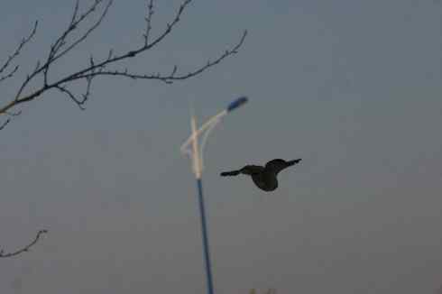 明锐异常的大庆猛鸮