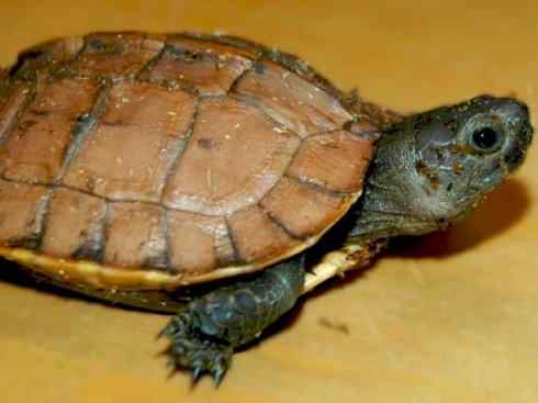 玄武：传说的兽原型探秘（潮龟）