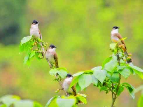 家禽驯化之源之三十（红耳鹎、领雀嘴鹎）