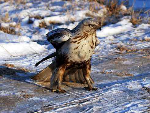 [组图]毛脚鵟的爪子