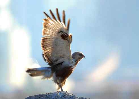 [组图欣赏]毛脚鵟妈妈