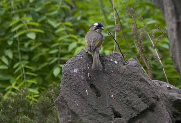文殊院的白头鹎