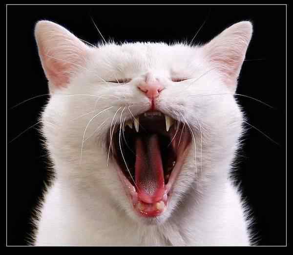 动物世界图片(下) 动物世界图片(下)