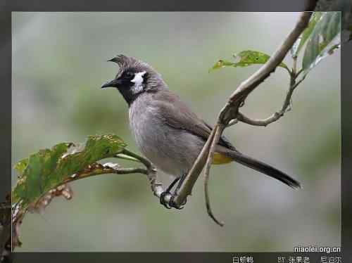 [组图]尼泊尔鸟类奇旺国家公园