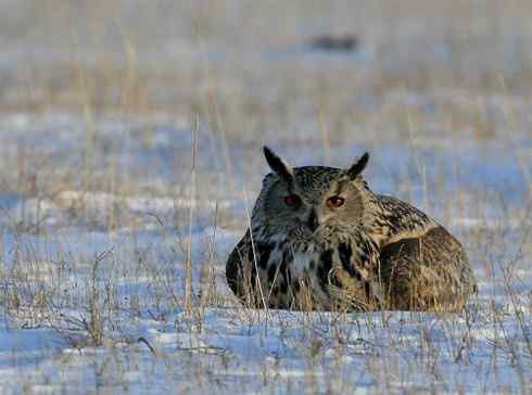 雕鸮的最大的天敌是人类