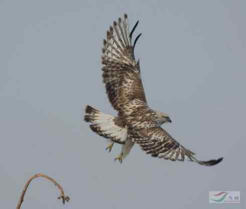 多图展示捕鼠英雄毛脚狂