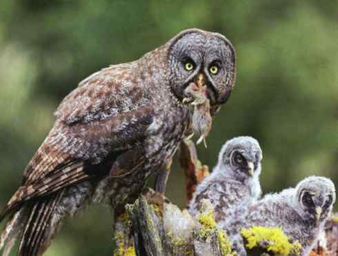 [组图]乌林枭宝宝长大了