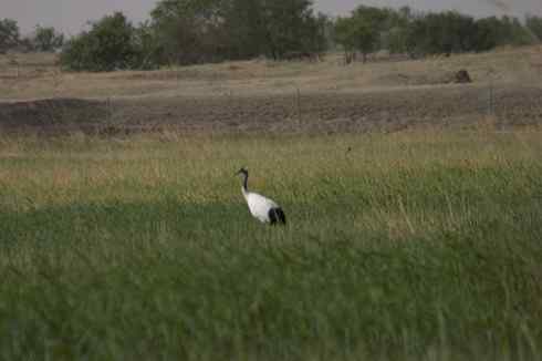 [组图]丹顶鹤爸爸