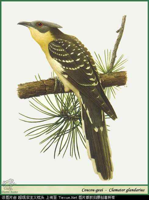 手绘画第5辑——猛禽和啄木鸟