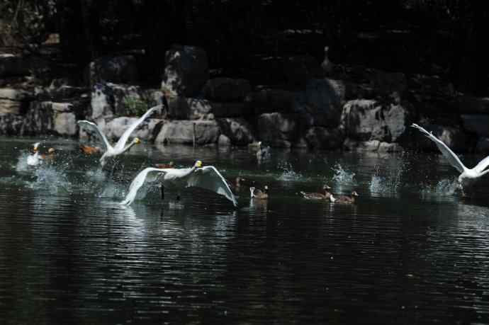 飞（白天鹅） wbr1