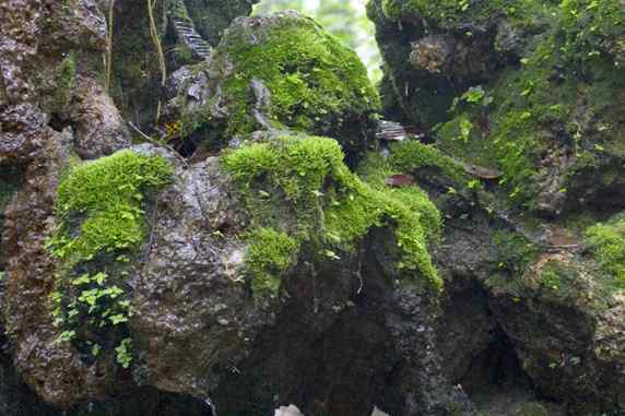 文殊院鸟儿快乐饮水