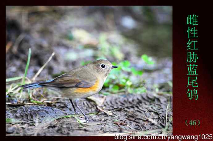 北京天坛公园的鸟类——雌性红胁蓝尾鸲（46）