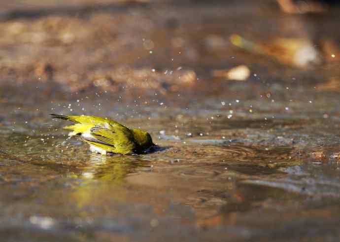 暗绿绣眼鸟（洗浴在冰水中）