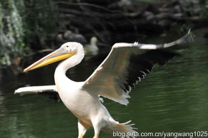 明星（鹈鹕大白）