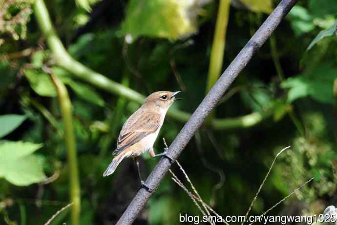 雌性黑喉石即鸟(2) 雌性黑喉石即鸟(2)