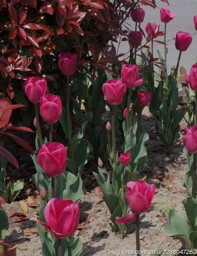 181.南园郁金香 181.南园郁金香