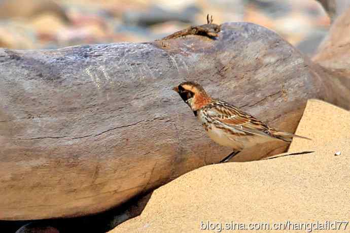 铁爪鹀(2) 铁爪鹀(2)