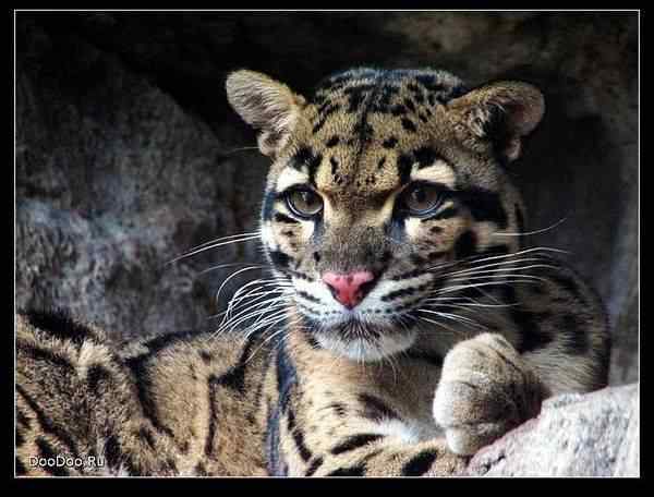 动物世界图片(下) 动物世界图片(下)