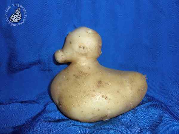 一颗长得像鸭子的土豆 一颗长得像鸭子的土豆