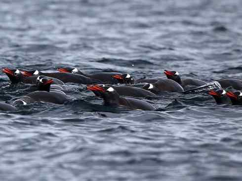 鸟类之最:巴布亚企鹅 鸟类之最:巴布亚企鹅