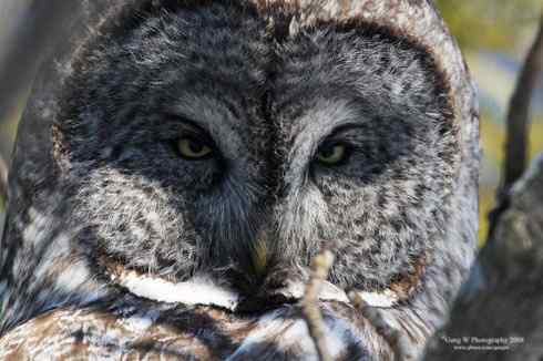 猫头鹰乌林鸮的”雷达系统” 猫头鹰乌林鸮的”雷达系统”
