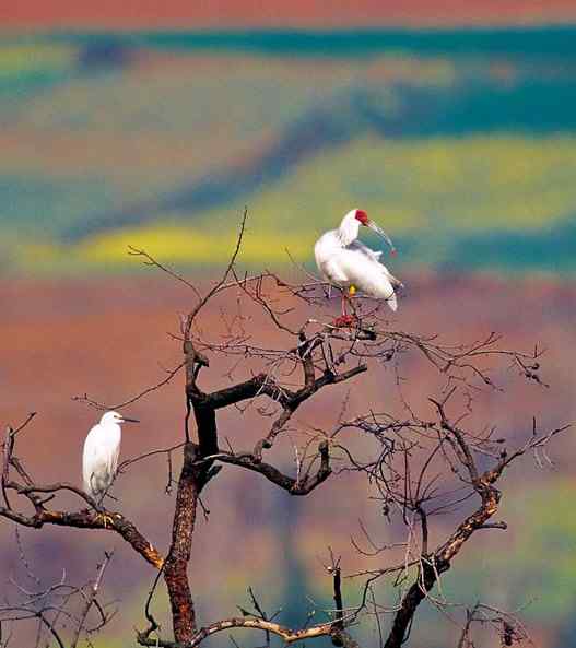 美丽而柔弱的东方宝石朱鹮