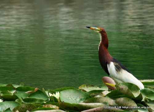 95张鸟儿嬉戏精品图集