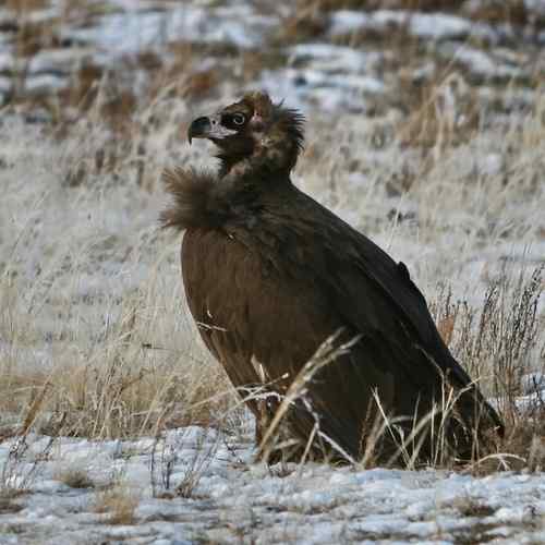 蒙古草原上的秃鹫