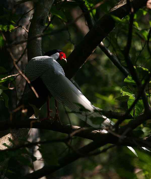 中国的珍稀鸟类 福建观鸟会在行动！