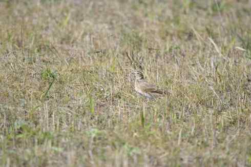 林甸草原上的阿穆尔隼
