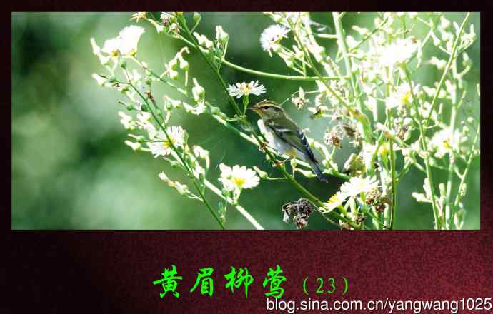 黄眉柳莺（23）