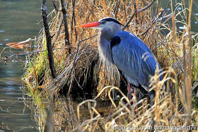 大蓝鹭(5) 大蓝鹭(5)