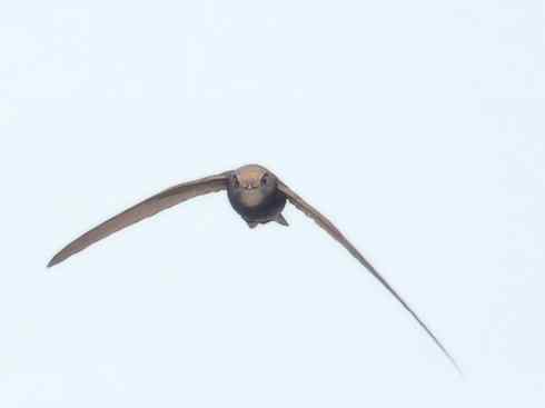 鸟类之最：尖尾雨燕