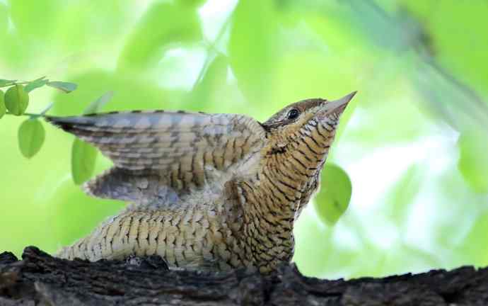 歪脖儿蚁鴷——长长的红舌头