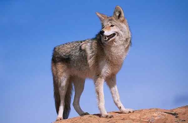 犬科:犬亚科犬属之郊狼、红狼 犬科:犬亚科犬属之郊狼、红狼